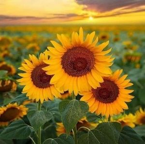 Meet your Posher, Lyn